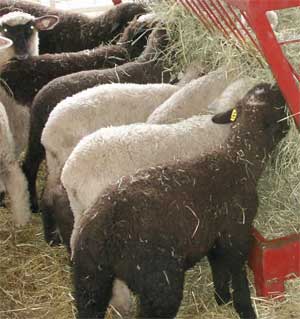 Lambs at feeder